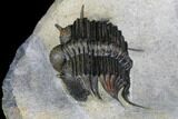 Spiny Cyphaspides Ammari Trilobite - Rare Species #179902-1